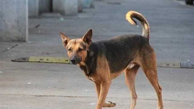 إصابة 7 أشخاص عقرهم كلب مسعور في إحدى قرى المنيا