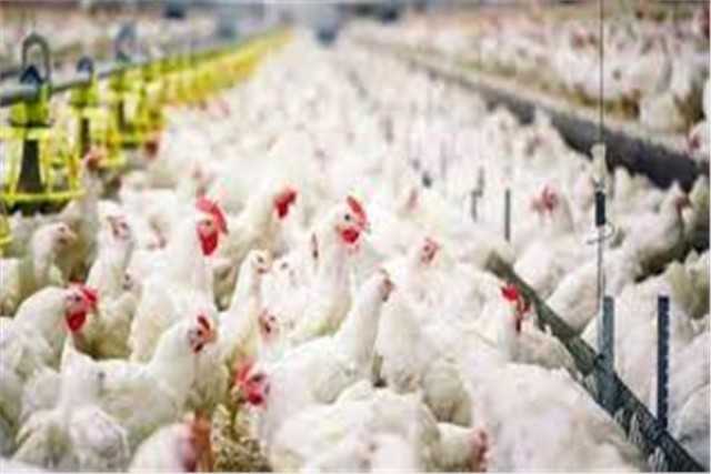 هولندا تعدام 201 ألف دجاجة لاحتواء تفشي إنفلونزا الطيور