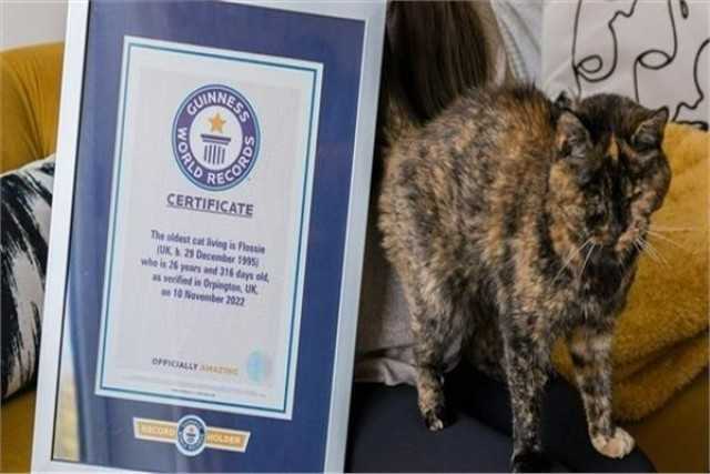 ”فلوسي”.. تكسر الأرقام القياسية كأقدم قطة حية فى العالم